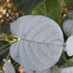 Paederia foetida Levél