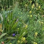 Knautia longifolia Frunză