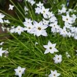 Ipheion uniflorum Flor