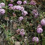 Abronia umbellata Habitus