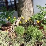 Leucanthemum virgatum 葉