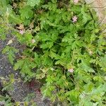 Geranium purpureum 整株植物