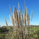 Cortaderia selloana Fleur