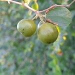 Ziziphus spina-christi Meyve