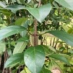 Gmelina philippensis Frunză