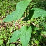 Scrophularia alpestris Leaf