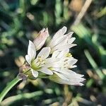 Nothoscordum gracile Fleur