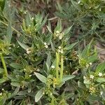 Rhazya stricta Leaf