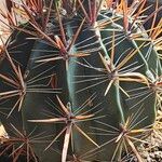 Ferocactus herrerae Foglia