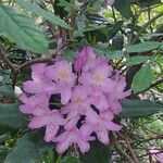 Rhododendron ponticumList