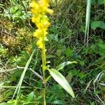 Solidago uliginosa Deilen