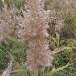 Phragmites australis फूल