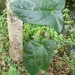 Coccinia grandis Leaf