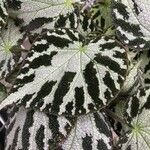 Begonia imperialis Leaf