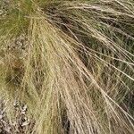 Stipa capillata برگ