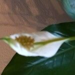 Calla palustris Flower