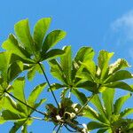 Cecropia peltata Feuille