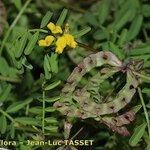 Hippocrepis multisiliquosa Sonstige