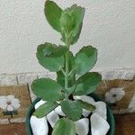 Kalanchoe laxifloraFuelha