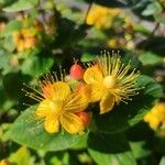 Hypericum × inodorum Flower