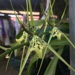 Brassia gireoudiana