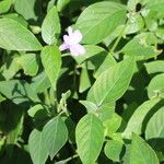 Ruellia longepetiolata Лист