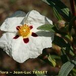 Cistus x stenophyllus Květ