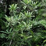Anthocleista schweinfurthii आदत