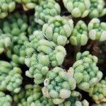 Sedum hirsutum Likasa