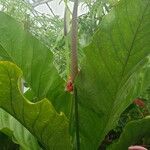 Anthurium schlechtendalii Yeri