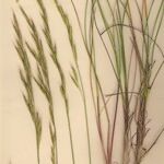 Helictochloa pratensis Συνήθη χαρακτηριστικά