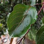 Malus hupehensis Leaf