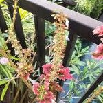 Coleus decurrens葉