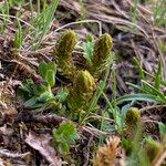 Selaginella selaginoides Folha