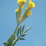 Ornithopus pinnatus Цветок