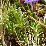 Gentiana pyrenaica Habitat