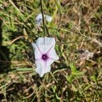 Ipomoea mombassana Blüte