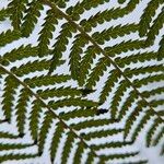 Dicksonia antarctica 葉