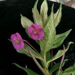 Epilobium conspersum Агульны выгляд