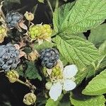 Rubus caesius Fruto