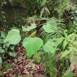 Mallotus barbatus Leaf