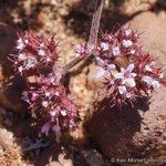 Chorizanthe staticoides ᱛᱟᱦᱮᱸ