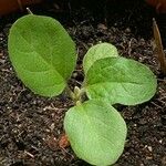 Solanum melongena Лист