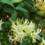 Lonicera periclymenumKvet