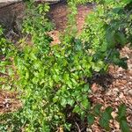 Prunus ilicifolia ഇല