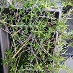 Mesembryanthemum nodiflorum 葉