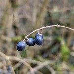 Ligustrum tschonoskii Fruto