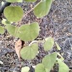 Cissampelos pareira Leaf