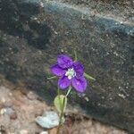 Legousia speculum-veneris Blüte