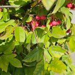 Malus baccata Leaf